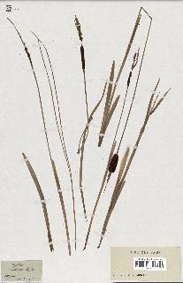 spécimen de Typha minima