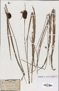 spécimen de Typha minima