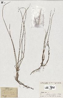 spécimen de Typha minima
