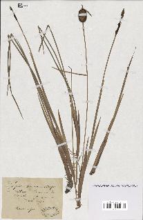 spécimen de Typha minima