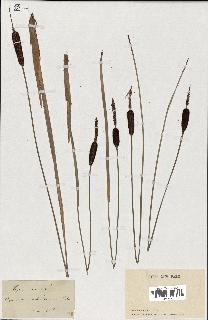 spécimen de Typha minima