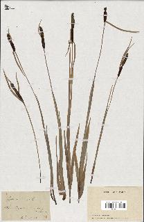 spécimen de Typha minima