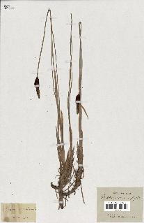 spécimen de Typha minima