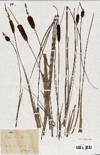 spécimen de Typha minima
