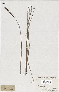 spécimen de Typha minima