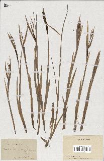 spécimen de Typha minima