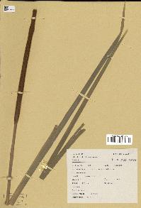 spécimen de Typha angustifolia