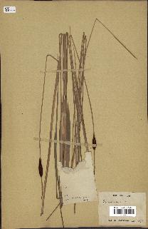 spécimen de Typha laxmannii