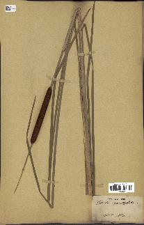 spécimen de Typha angustifolia