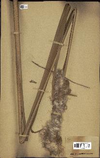spécimen de Typha sp.