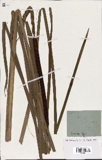 spécimen de Typha sp.