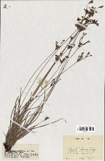 spécimen de Fimbristylis dichotoma