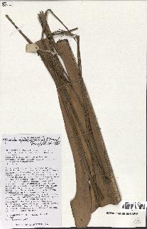 spécimen de Masoala madagascariensis
