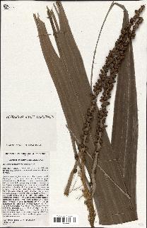 spécimen de Burretiokentia grandiflora