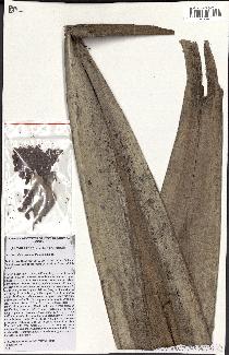 spécimen de Burretiokentia grandiflora