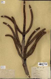 spécimen de Hyphaene thebaica