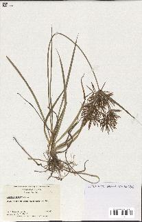 spécimen de Cyperus esculentus