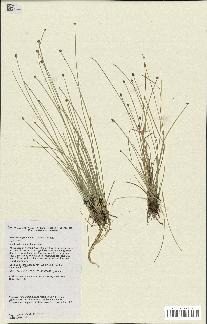 spécimen de Eleocharis geniculata