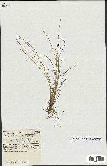 spécimen de Eleocharis geniculata