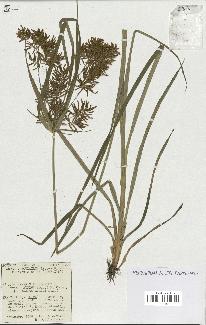 spécimen de Cyperus esculentus