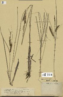 spécimen de Carex rostrata