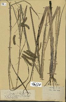 spécimen de Carex pseudocyperus