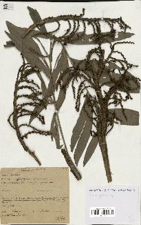 spécimen de Laccosperma sp.