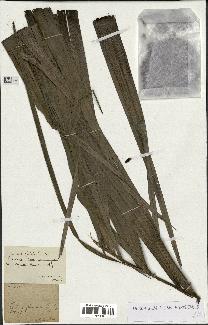 spécimen de Dypsis lutescens