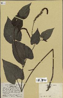 spécimen de Saururus cernuus