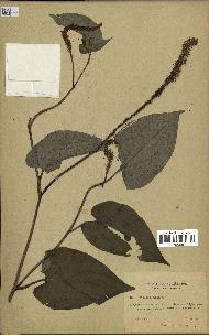 spécimen de Saururus cernuus