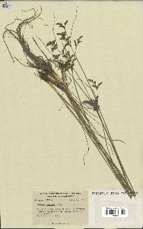 spécimen de Juncus dudleyi