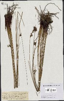 spécimen de Juncus glaucus