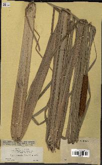spécimen de Typha javanica
