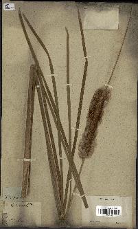 spécimen de Typha javanica