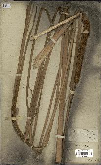 spécimen de Typha javanica