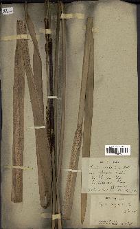 spécimen de Typha elephantina