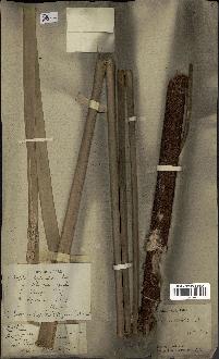 spécimen de Typha elephantina
