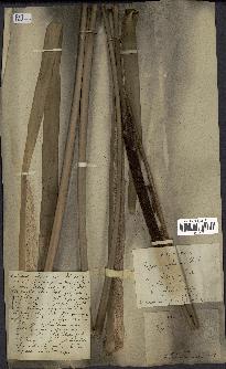 spécimen de Typha elephantina