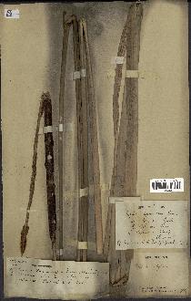 spécimen de Typha elephantina