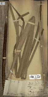 spécimen de Typha capensis