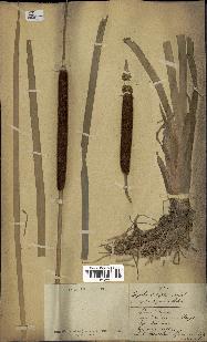 spécimen de Typha capensis