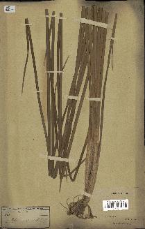 spécimen de Typha capensis