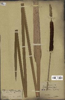 spécimen de Typha capensis