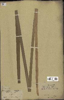 spécimen de Typha capensis