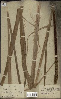 spécimen de Typha capensis