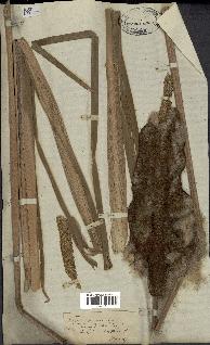 spécimen de Typha capensis