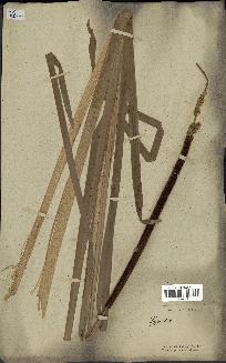 spécimen de Typha capensis