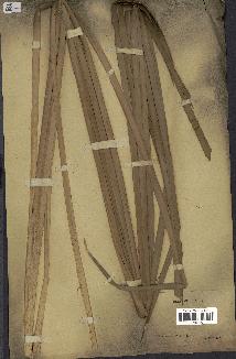 spécimen de Typha capensis