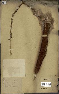 spécimen de Typha capensis