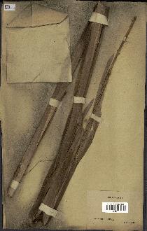 spécimen de Typha capensis